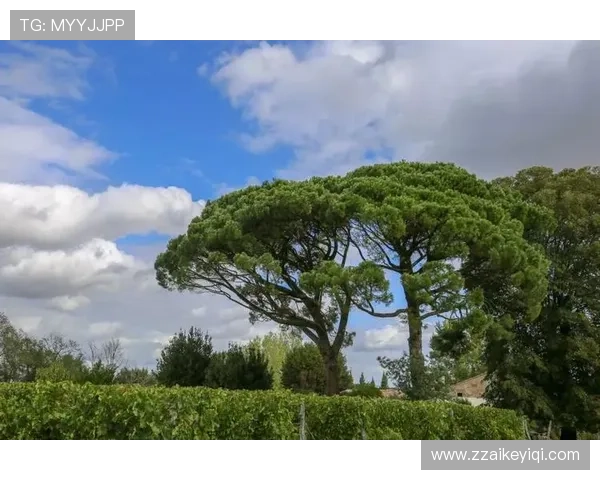 奥雷利安·楚阿梅尼：波尔多时期崭露头角进入主流视野